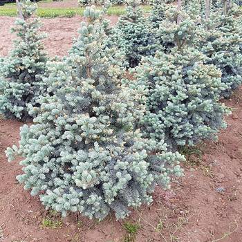 Ель колючая Picea pungens 'Blue Trinket'  